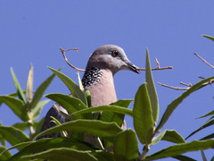 Streptopelia chinensis
