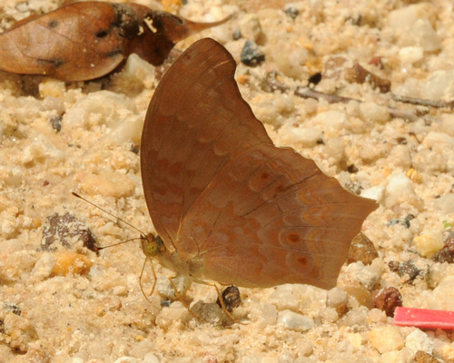 Large Assyrian