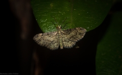Chloroclystis mniochroa