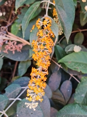 Buddleja madagascariensis image