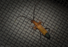Stenoderus ostricilla
