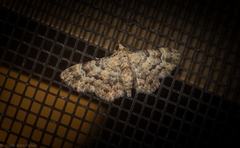 Gymnoscelis lophopus
