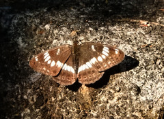 Limenitis glorifica