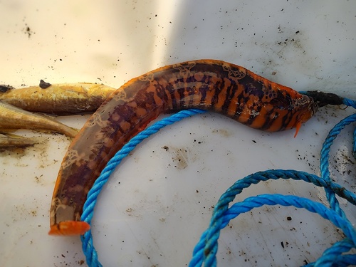 Banded gunnel (Pholis fasciata) — Pholidae — 3