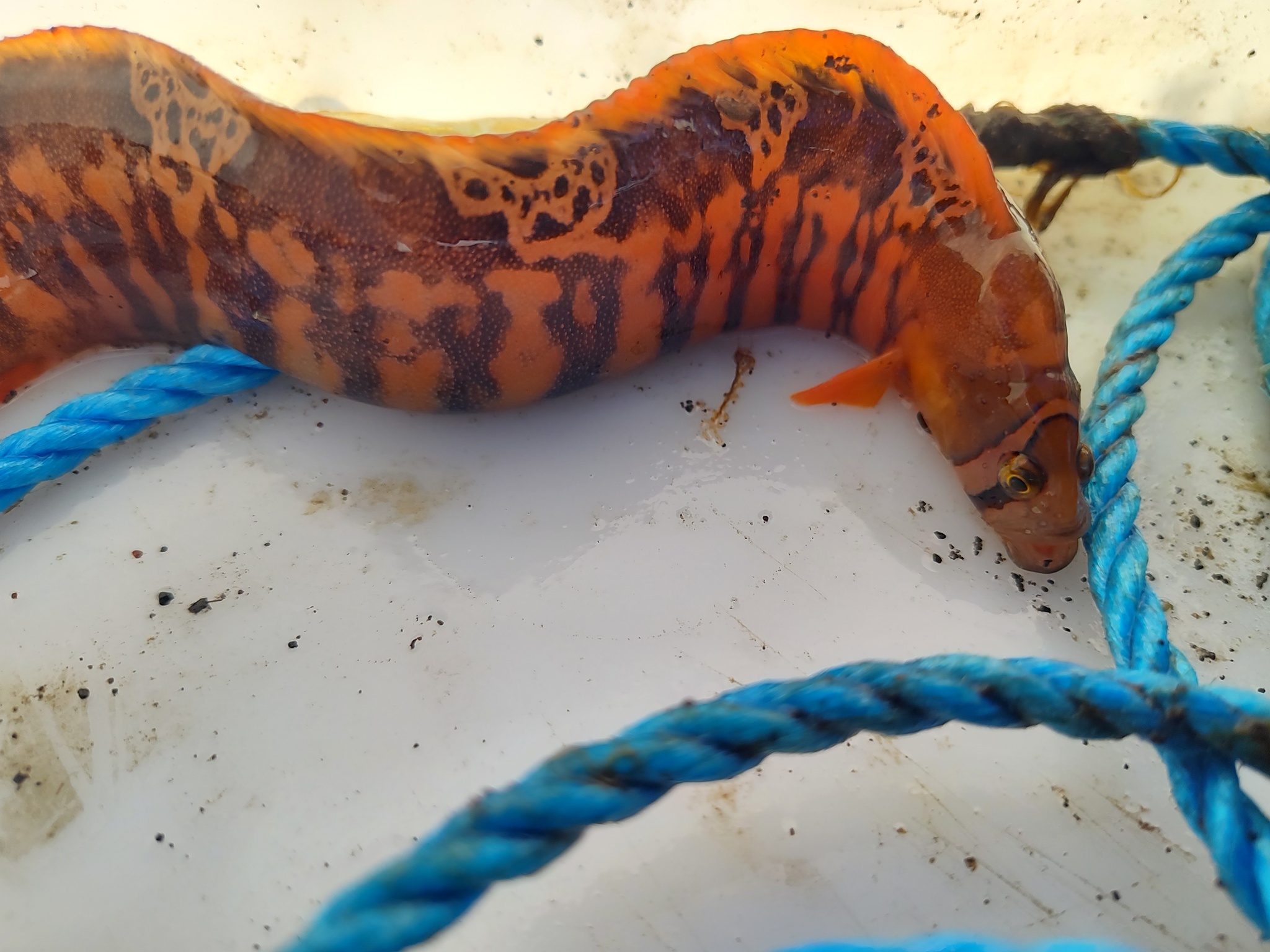 Banded Gunnel photo 3
