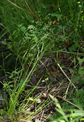 Agrostis clavata