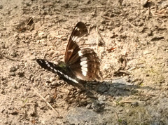 Limenitis glorifica