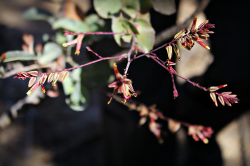 Dyerophytum indicum