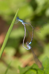 Enallagma divagans