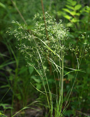 Agrostis clavata