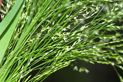 Agrostis clavata