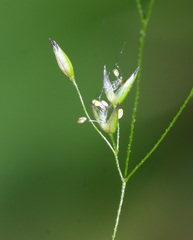 Agrostis clavata