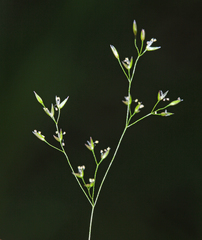 Agrostis clavata