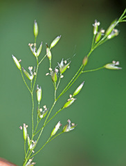 Agrostis clavata