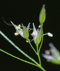 Agrostis clavata