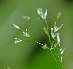 Agrostis clavata