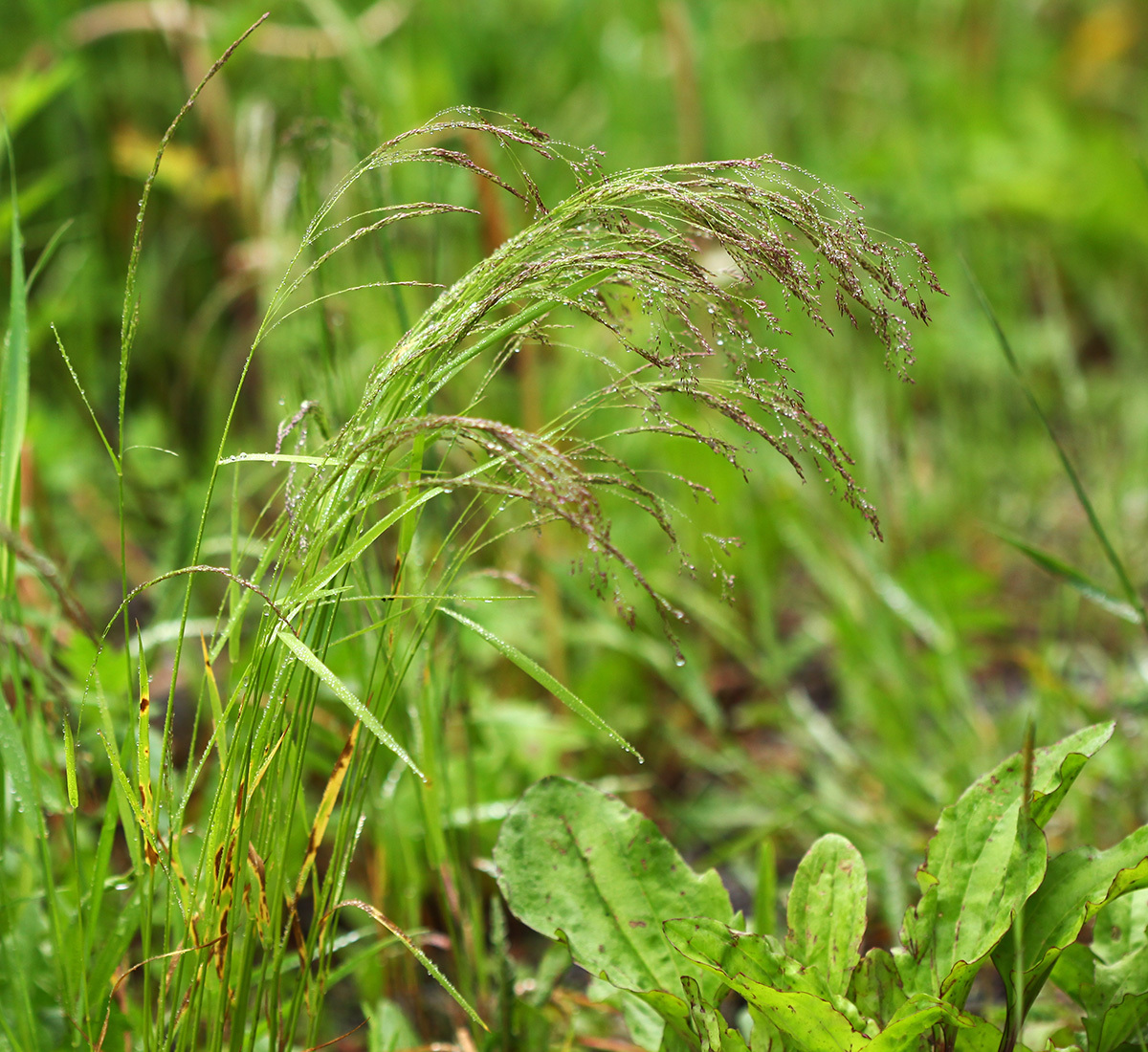 Agrostis clavata