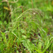 Agrostis clavata - Photo (c) V.S. Volkotrub,  זכויות יוצרים חלקיות (CC BY-NC), הועלה על ידי V.S. Volkotrub