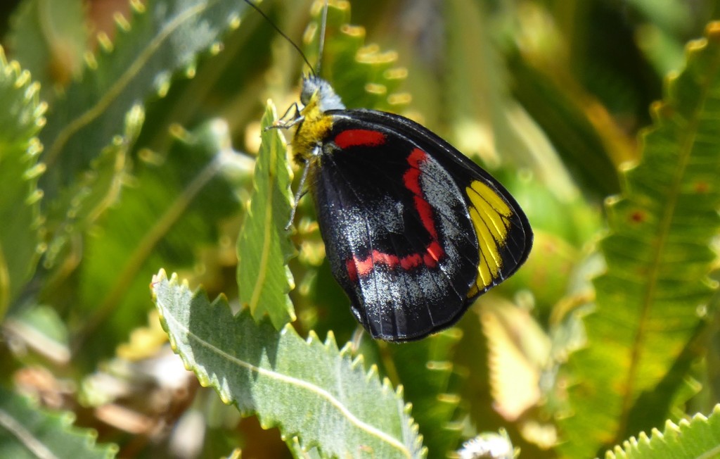 Black Jezebel