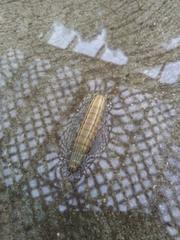 Lepidoptera