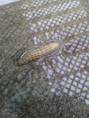 Lepidoptera