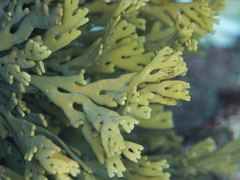 Xiphophora chondrophylla