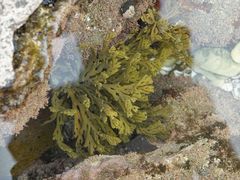 Xiphophora chondrophylla