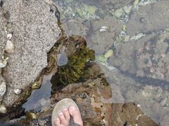 Xiphophora chondrophylla