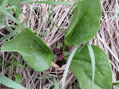 Trillium petiolatum