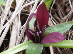 Trillium petiolatum