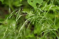 Agrostis clavata