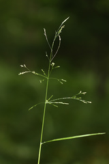 Agrostis clavata
