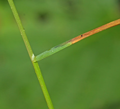 Agrostis clavata