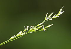 Agrostis clavata