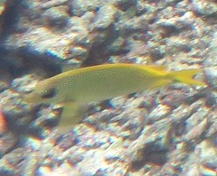 Siganus corallinus