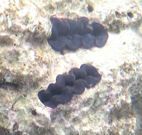 Photo of Crocus giant clam (Tridacna crocea)