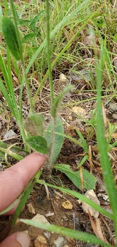 Image of Hieracium longipilum by (c) Edie, some rights reserved (CC BY)