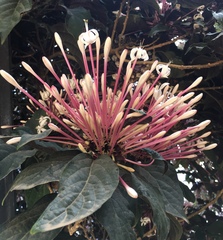 Clerodendrum quadriloculare