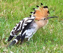 Eurasian Hoopoe photo 6