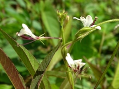 Cleome serrata