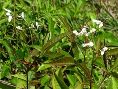 Cleome serrata