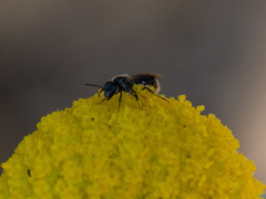 Lasioglossum sphecodoides