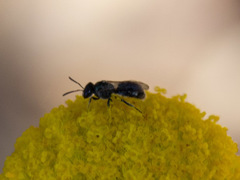 Lasioglossum sphecodoides