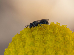 Lasioglossum sphecodoides