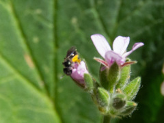 Lasioglossum sphecodoides