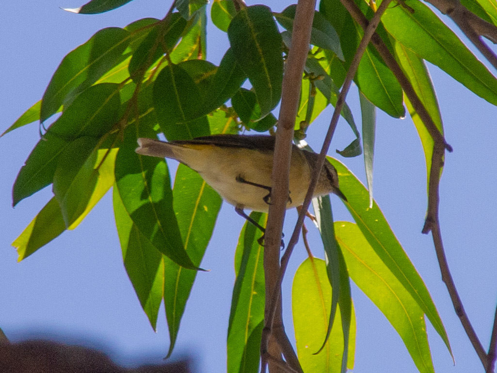 Yellow-rumped Thornbill illustration