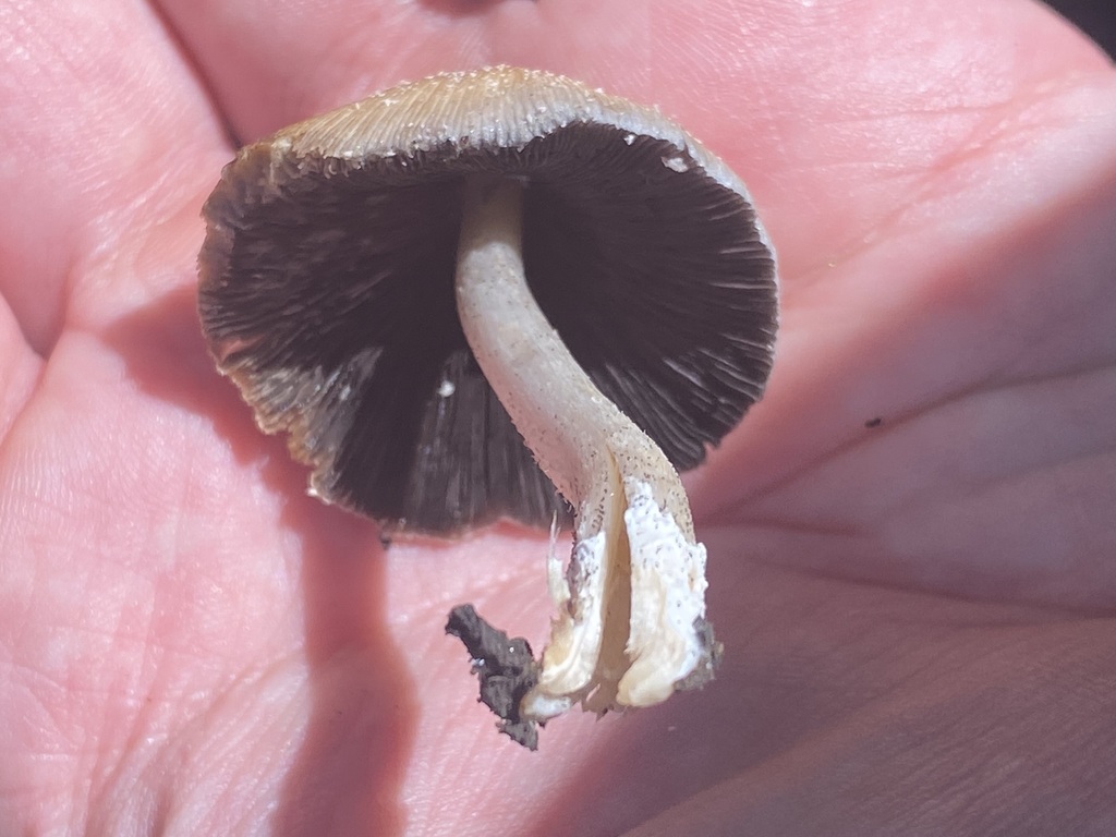 Coprinellus micaceus · August 2023 · photo: © carancho (iNaturalist, cc-by)