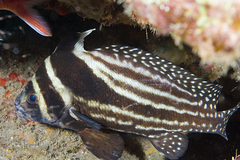 Eques punctatus