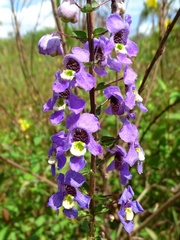 Angelonia ciliaris