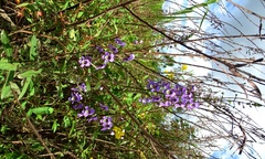 Angelonia ciliaris